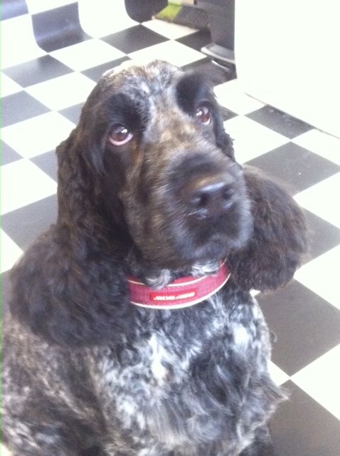 dog grooming dunblane