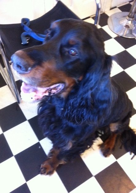 dog grooming dunblane