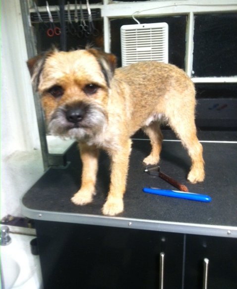 dog grooming dunblane