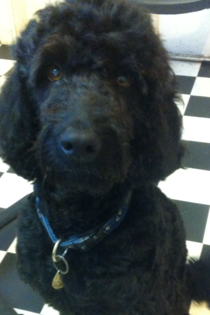 dog grooming dunblane