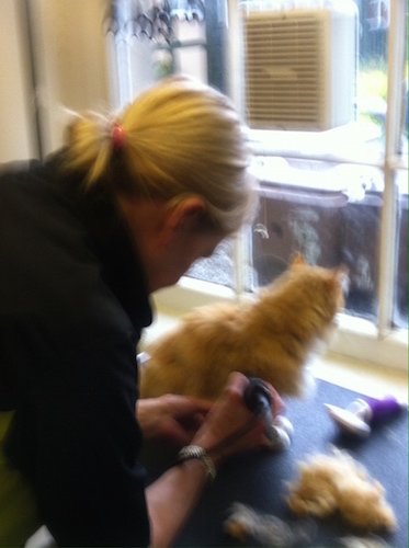dog grooming dunblane