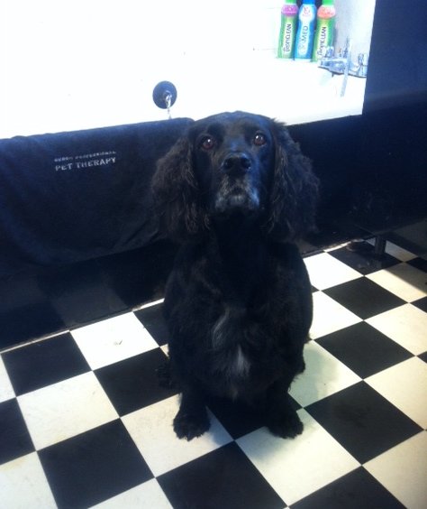 dog grooming dunblane