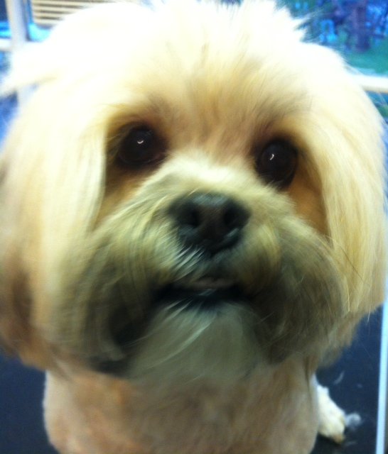 dog grooming dunblane