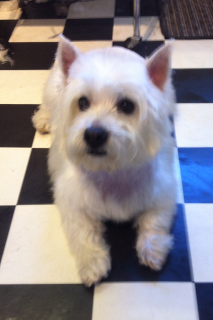dog grooming dunblane