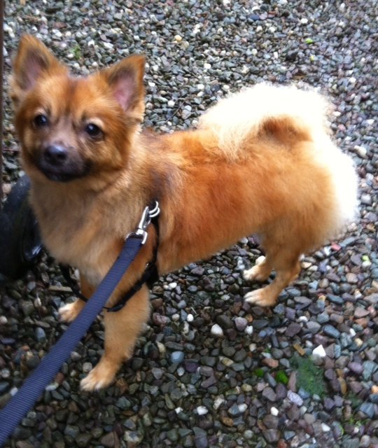dog grooming dunblane