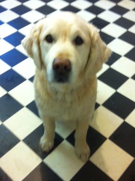 dog grooming dunblane