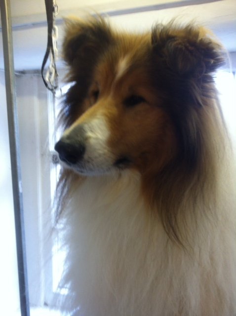dog grooming dunblane