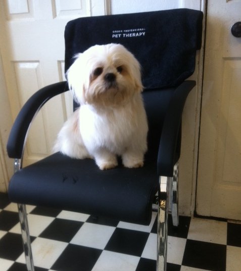 dog grooming dunblane
