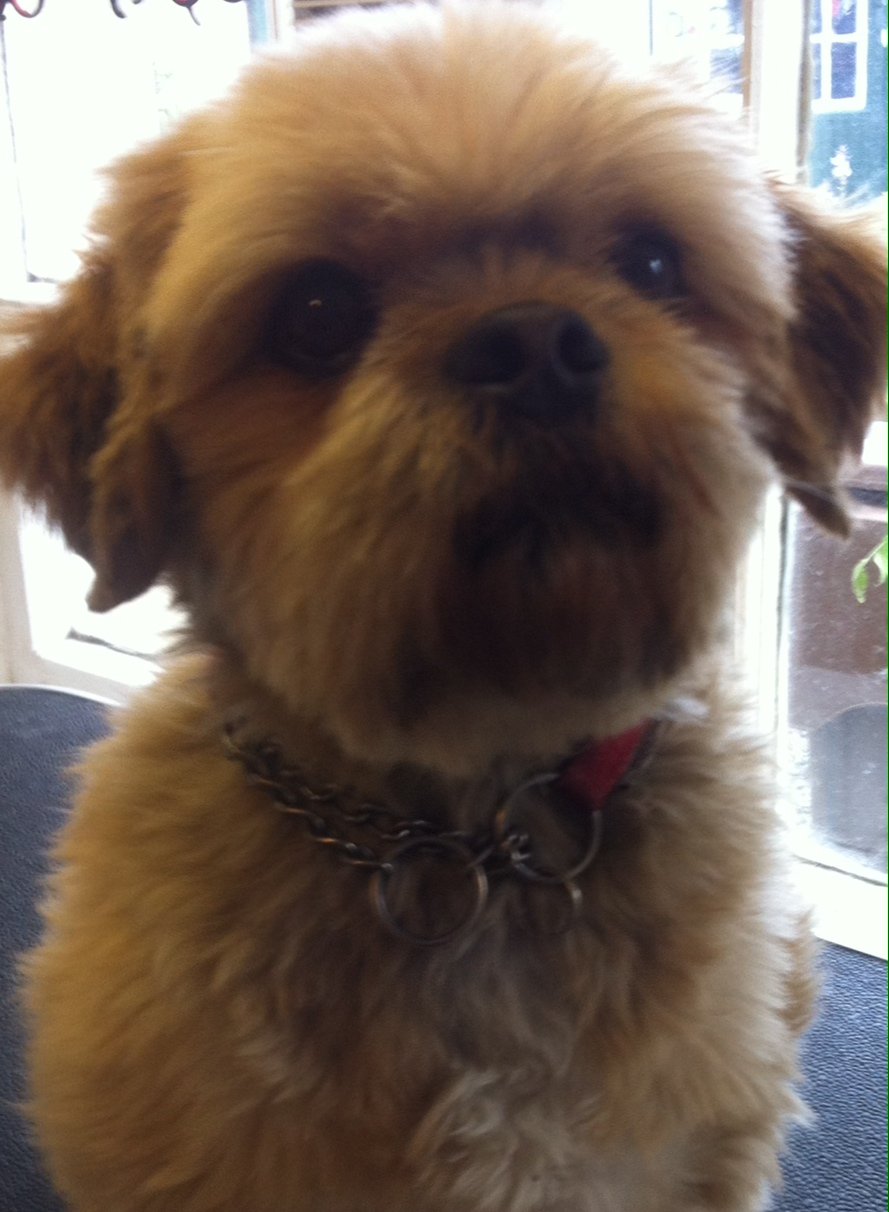 dog grooming dunblane